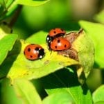 ladybugs on a leaf