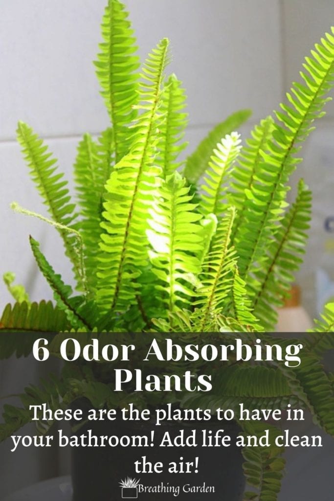 Plants are great to have in the bathroom for a touch of life and greenery. These 6 are also odor absorbing!