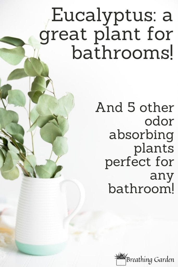 These are 6 great odor absorbing plants, like eucalyptus, to grow in the bathroom!