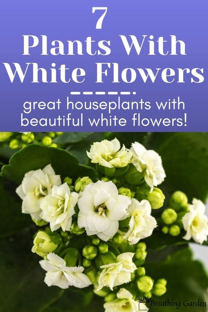 White flowers add a bit of added beauty and elegance to every room. Here are 7 houseplants to choose from!