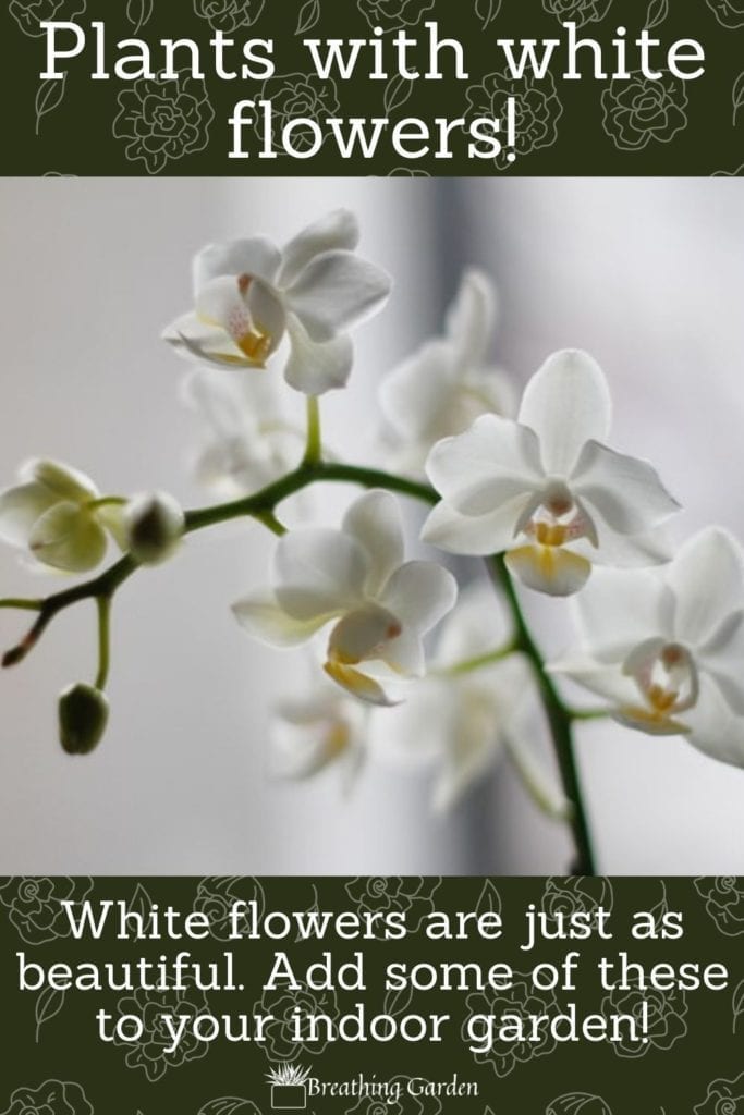 White flowered plants are beautiful. They add elegance to any room. Read for the best plant choice for you!