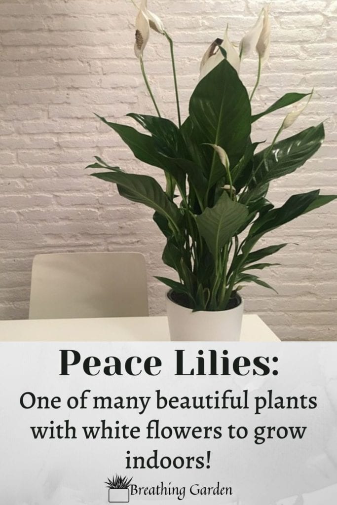 Peace lilies are a beautiful and popular houseplant. Here are 6 other plants that also have white flowers!