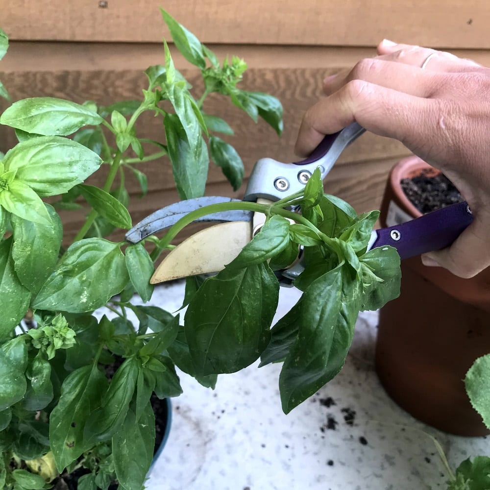 pruning shears and basil plant