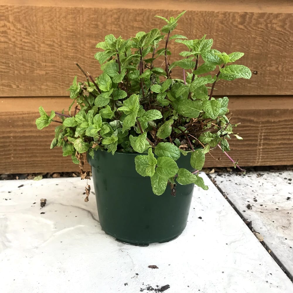 recently trimmed mint plant