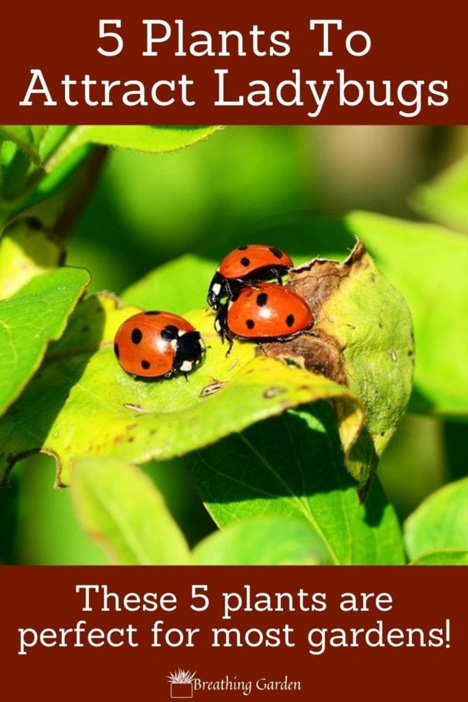 Ladybugs are great to have as an addition to any garden! Here are 5 plants that they are attracted to!