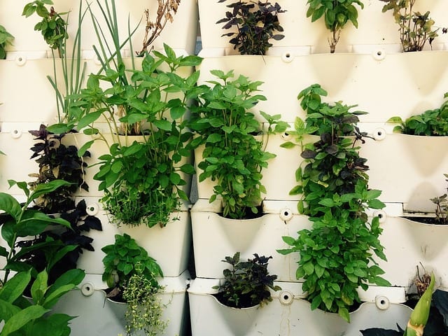 herbs in containers on wall