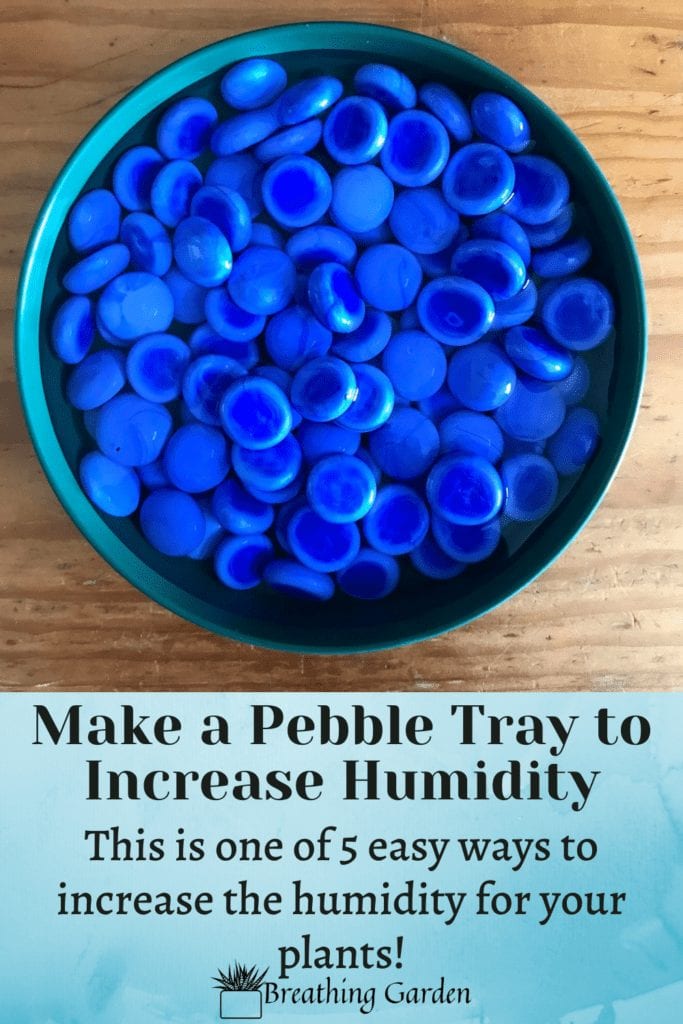 Making a pebble tray is an easy way to increase the humidity for individual plants!