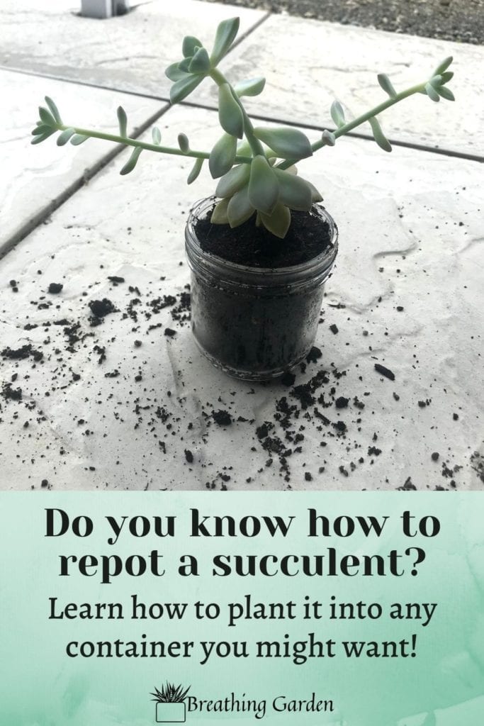 Succulents are great because they can grow in about any container. These are 3 easy steps to replant the succulent!