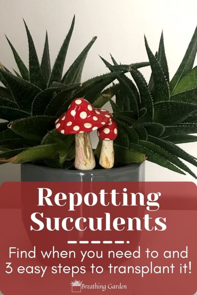Sometimes succulents need to be repotted! These are 3 steps to repot a succulent and why you might want to!