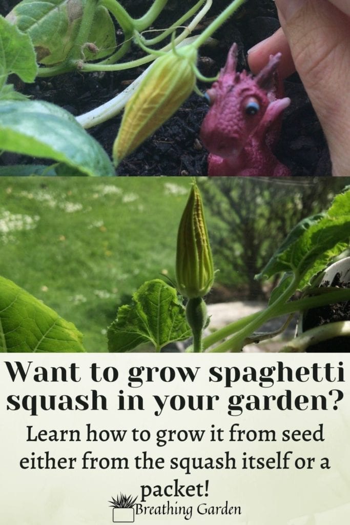 Grow your own spaghetti squash from seeds from the squash! Read how to grow them and tips for success!
