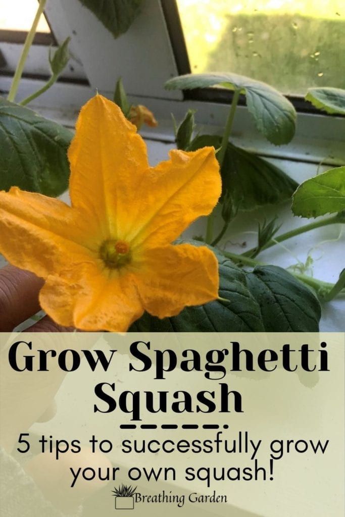 Grow your own spaghetti squash. Start them indoors and move them outside or grow them straight in the garden! 5 easy tips to get them growing.