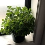 growing mint indoors