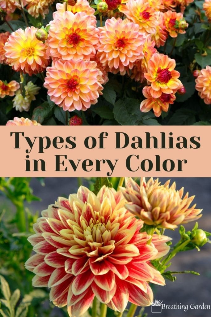 There are so many beautiful dahlias to grow in your garden. Find out some of the top varieties by color!