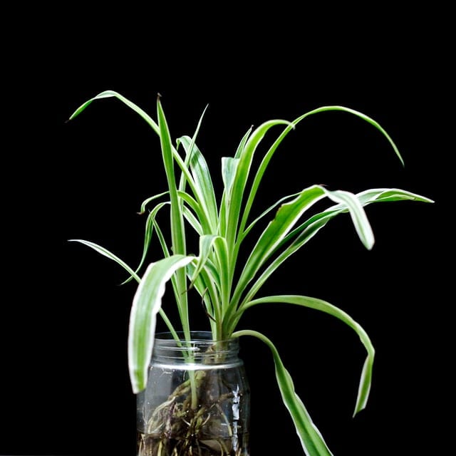 spider plant in water