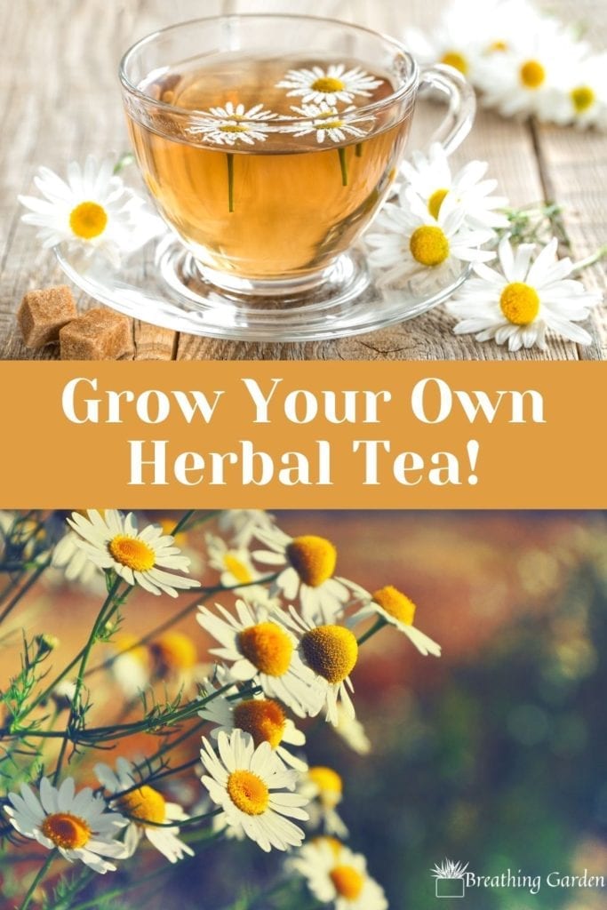 Did you know you can grow chamomile at home? Find out other easy herbal tea ingredients you can grow at home.