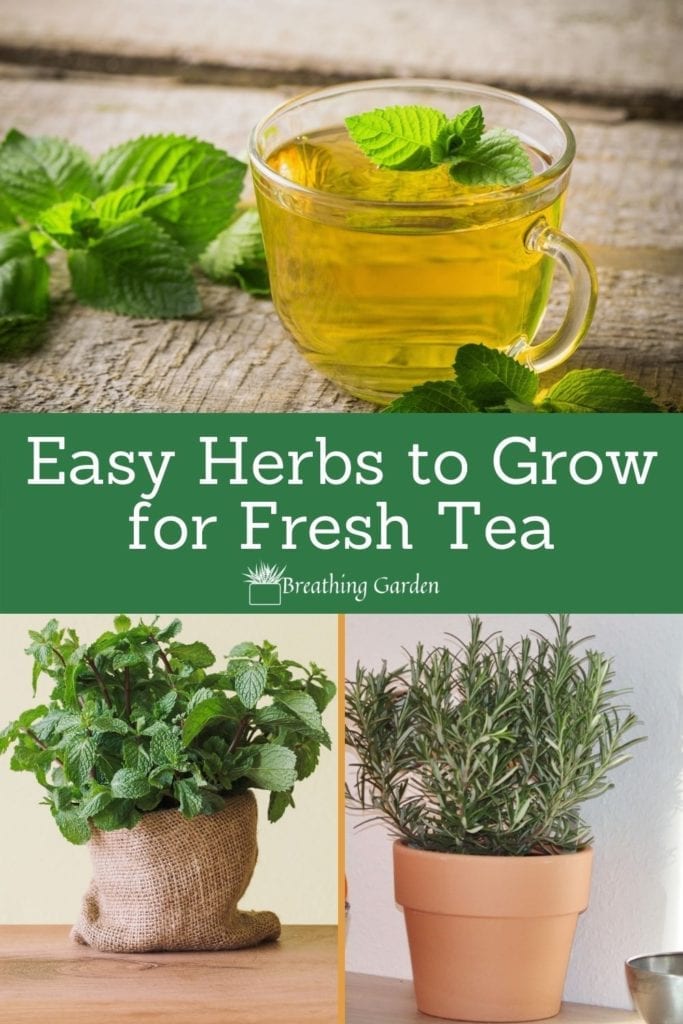 Make stimulating herbal teas at home by growing your own herbs! Have easy access to the freshest ingredients by growing them yourself.