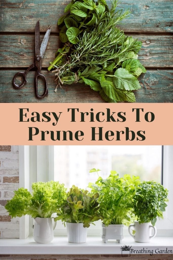Pruning herbs is very easy! Learn the easy ways to trim them so they come back healther each time.