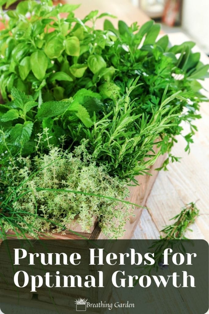 Did you know cutting herbs down helps them grow? These are easy tricks to prune your favorite herbs.