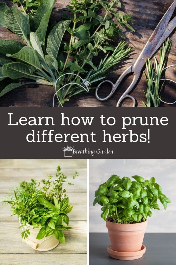 Not all herbs get pruned the same, are you taking care of your plants correctly? 