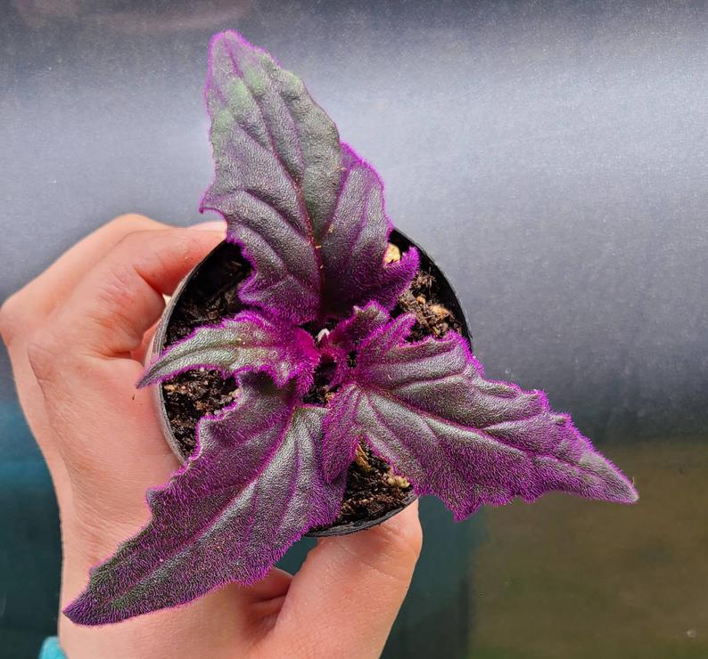 small purple passion plant