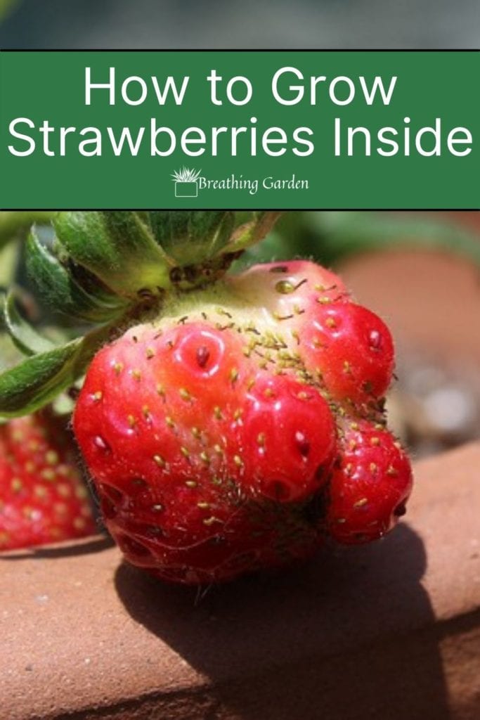Growing strawberries indoors is easy to do and get fresh strawberries all year long!
