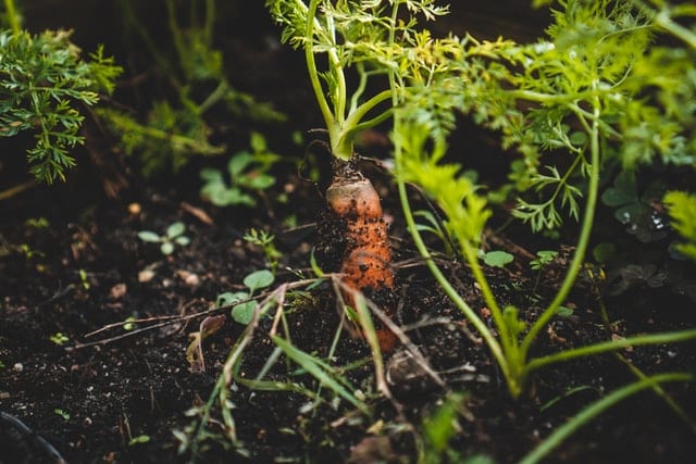 carrot in soil