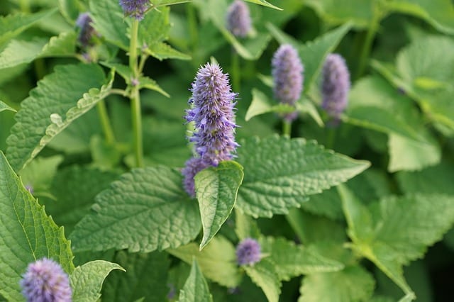 mint with purple flowers
