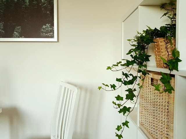Ivy plant in white room