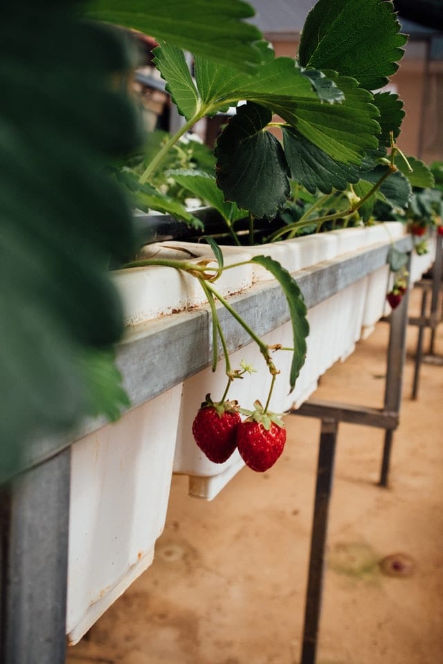 strawberries hanging over the edge of a planter