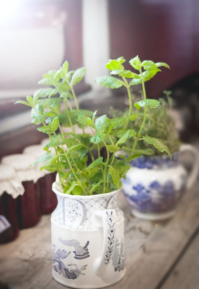 mint plant in window
