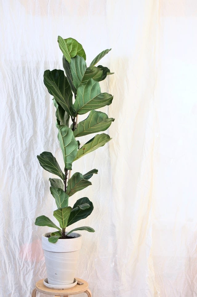 fiddle leaf fig on white background