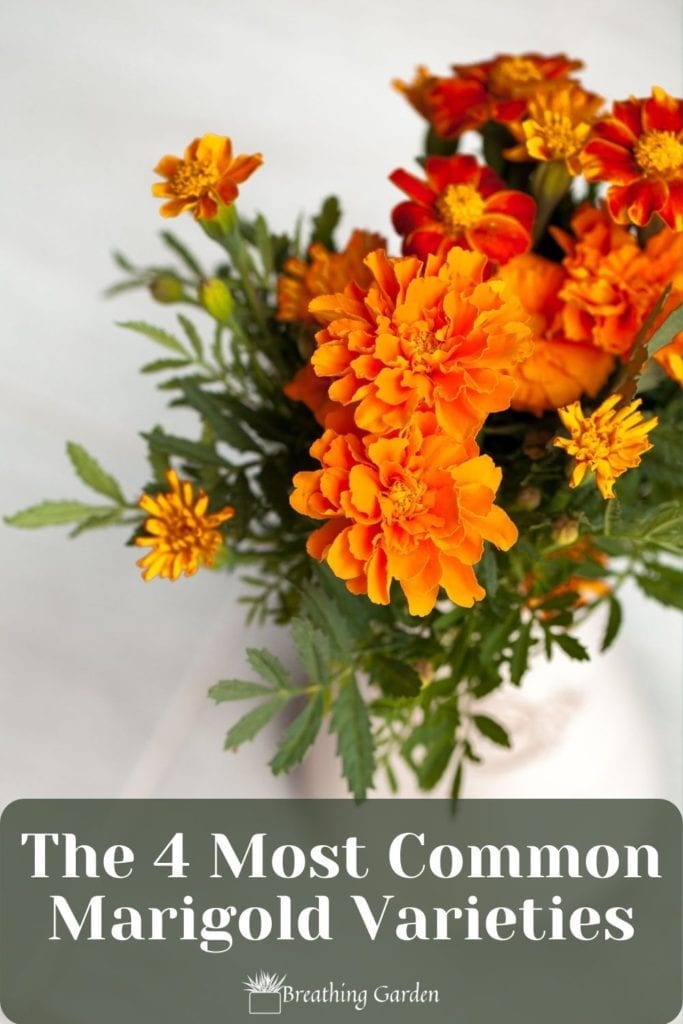Marigolds are a great addition to any garden for their pest repellant qualities as well as the pop of color. Here are 4 of the most common varieties!