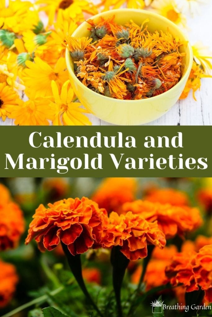 Calendula isn't actually a marigold, but commonly called "pot marigold." Read about this and 3 other common marigold types to grow!