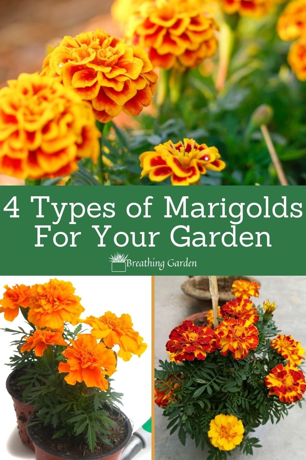 4 Common Types Of Marigolds To Grow In Your Garden Breathing Garden