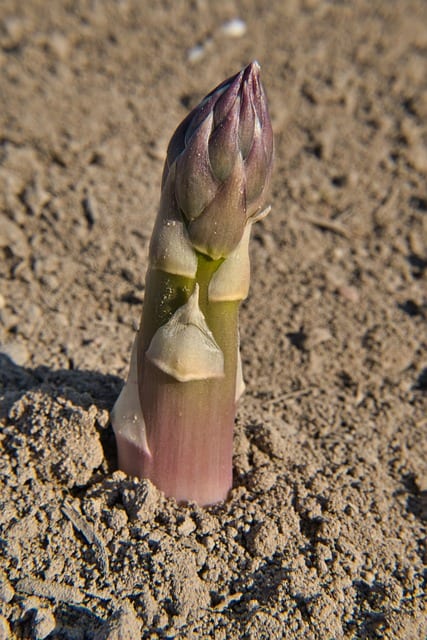 asparagus in dirt