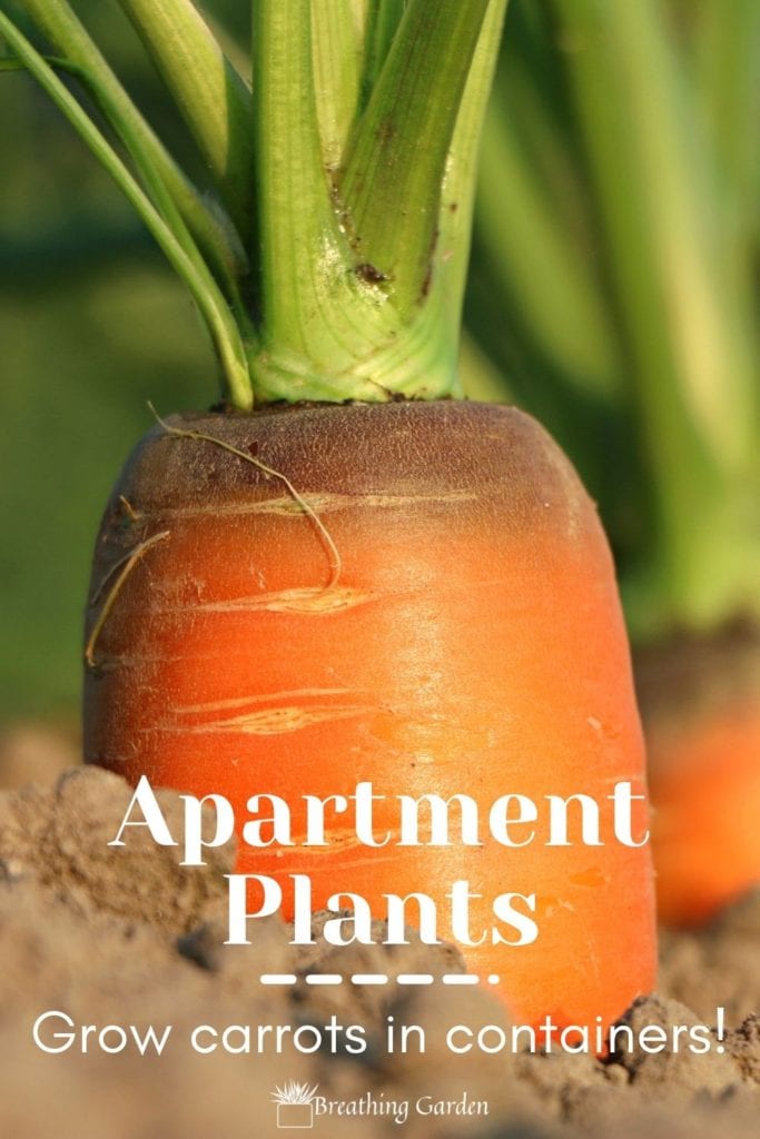 Growing your own food doesn't require a lot of land! Grow your own carrots in containers easily almost all year long.
