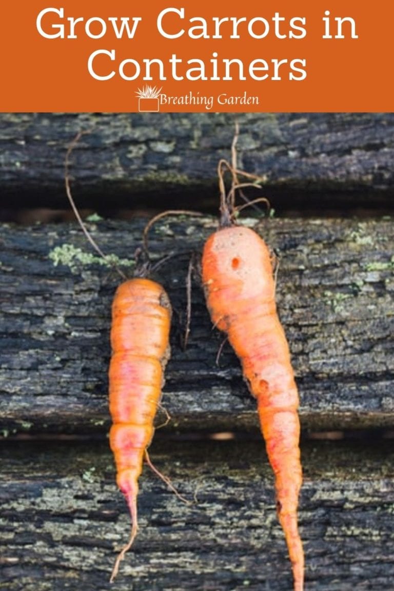 7 Easy Steps for Growing Carrots in Containers Breathing Garden