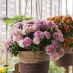 hanging basket chrysanthemum
