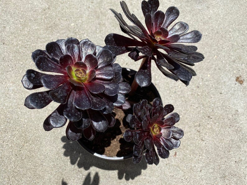 zwartkop succulent
