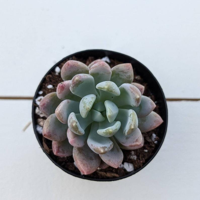 jeweled crown succulent