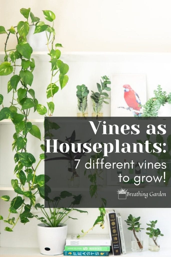 Vines are a fun houseplant to grow at home. Have them coming out of a basket or climbing up something!