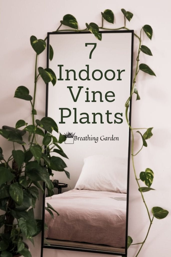 Vines aren't only for old cottages in the woods. Grow them inside for a fun addition to any room.