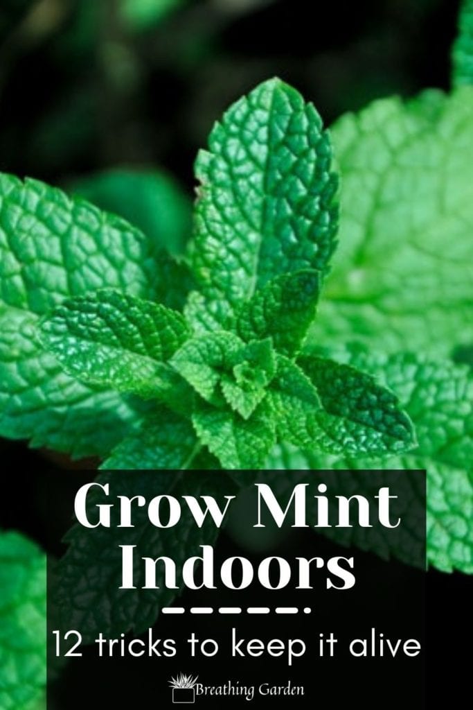 Growing mint is easy! Here are 12 ideas for how to keep it healthy and alive.