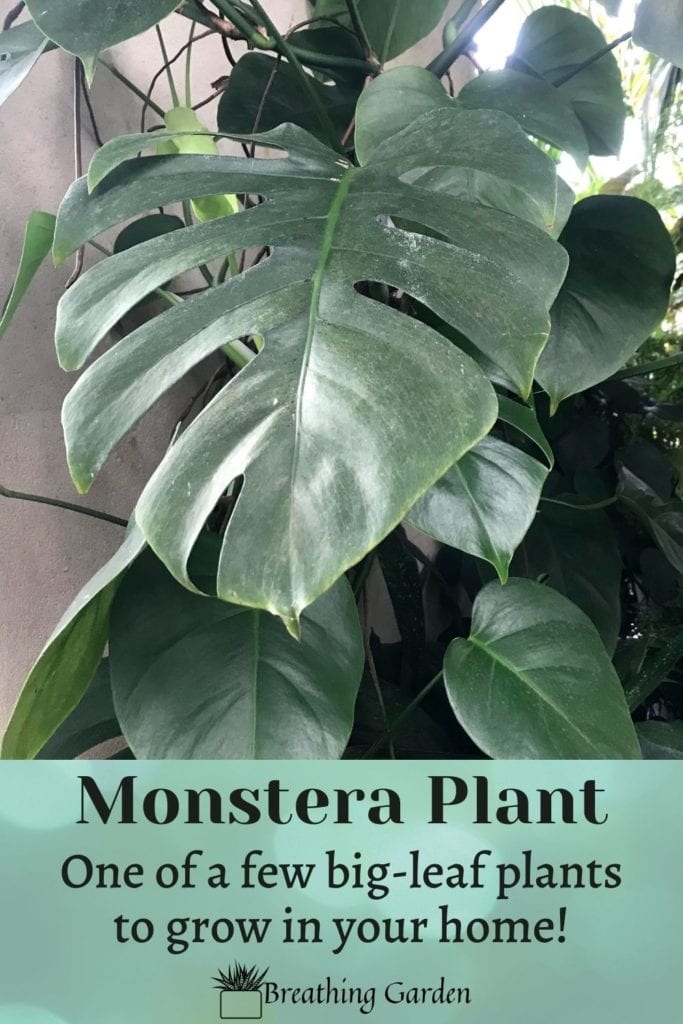 Monstera plants have giant leaves and can grow in almost any home. These are just one of some great statement plants.