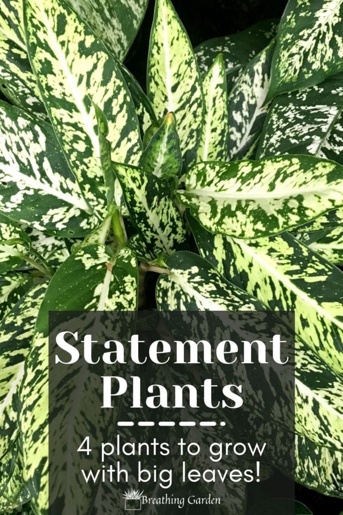 The dumb cane plant is a great house plant to make a statement with! 