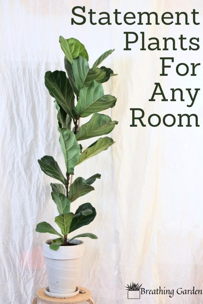 The fiddle leaf fig is a fun plant to have inside with big leaves, among these other 4 to grow!
