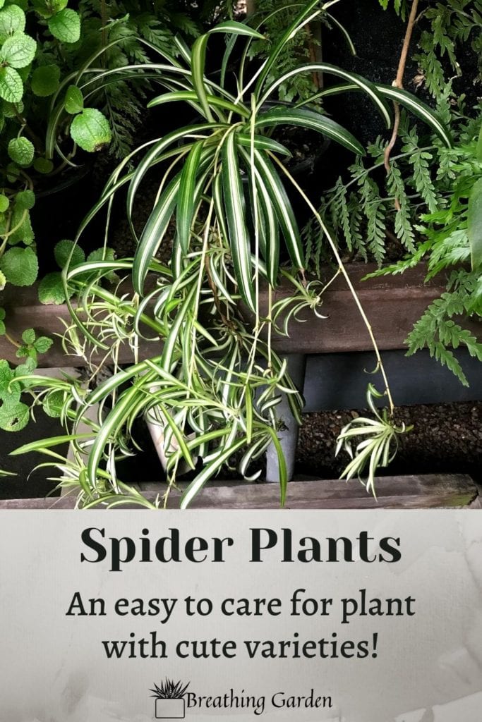 Spider plants are easy to grow. Here are some favorite varieties and tips to keep them alive!