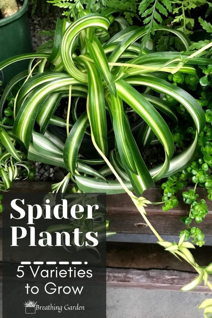 There are so many varieties of spider plants to grow! These are some of the most common you can find.