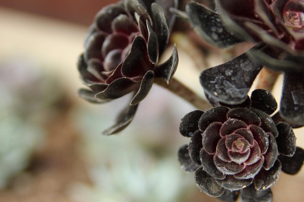 zwartkop black succulent