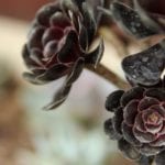 zwartkop black succulent